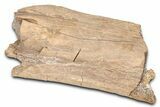 Hadrosaur (Edmontosaurus) Vertebra Spinous Process - Wyoming #381185-1
